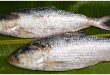 ইলিশ মাছ.jpg