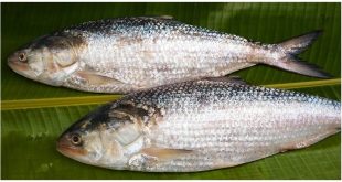 ইলিশ মাছ.jpg